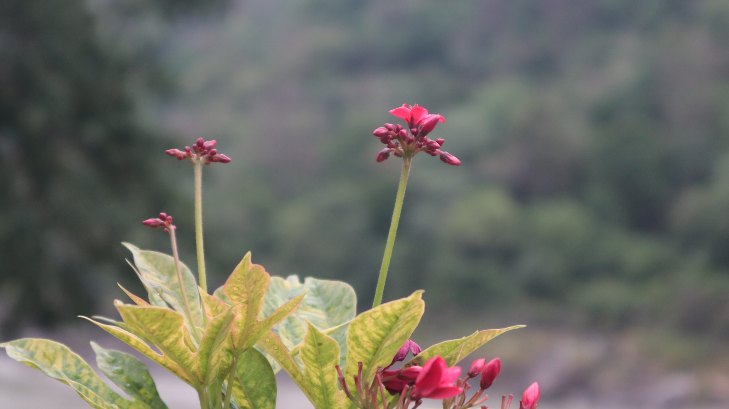 Half Bloomed Flowers by the Ganga