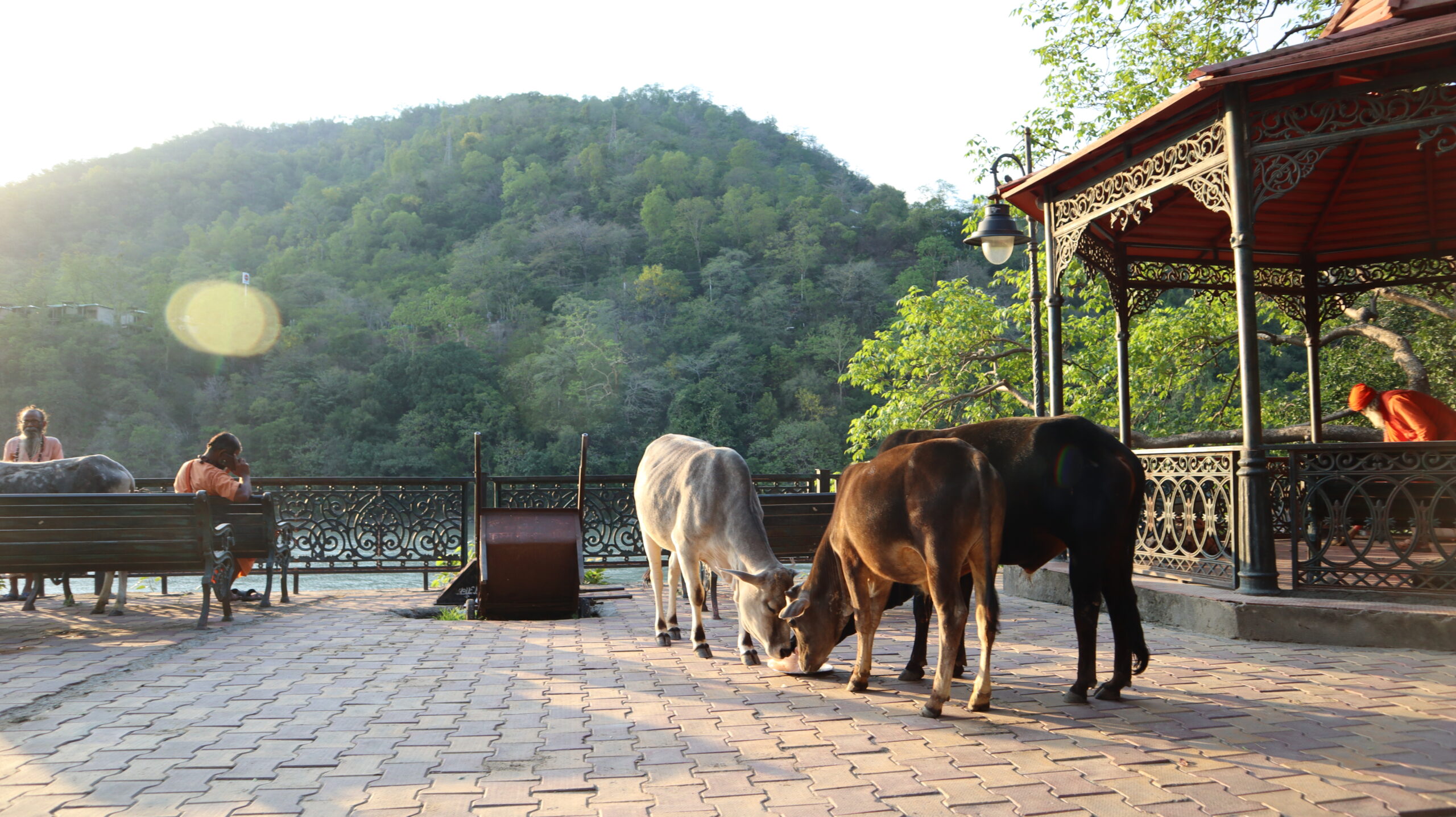 Three Cows in Ashram